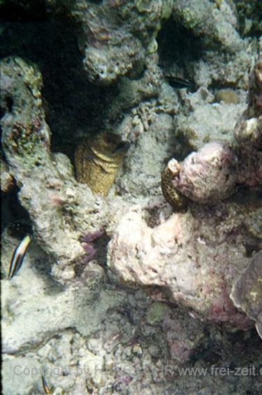 Meedhupparu 2004 Unterwasser-Fotos,_834_28 B_478